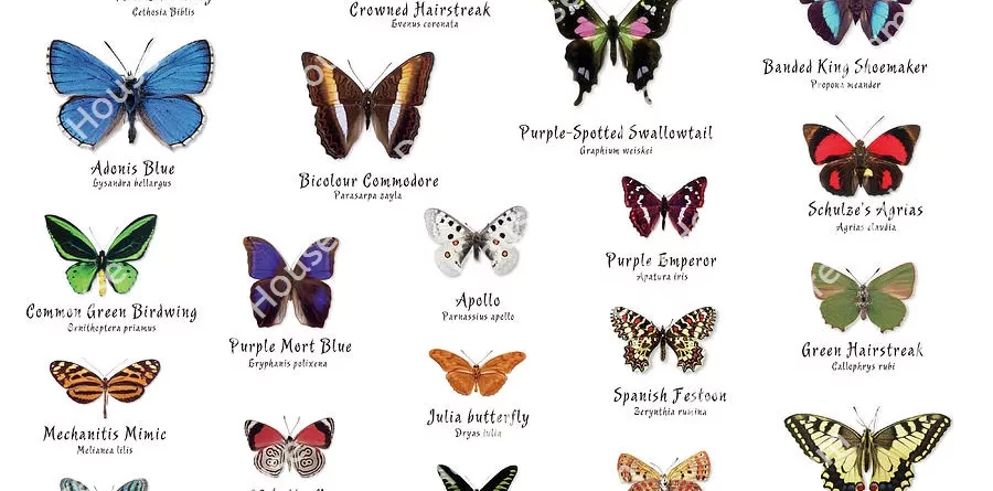 معلومات عن الفراشات وأنواعها