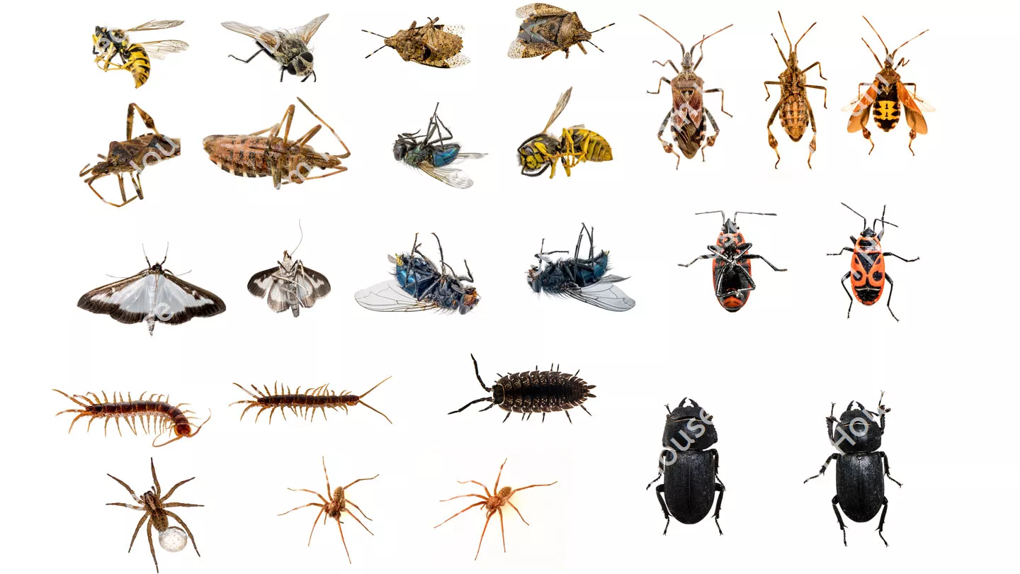 انواع الحشرات واسمائها