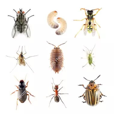 الحشرات التصنيفات الأقل