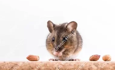 كم عدد مواليد الفئران