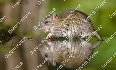معلومات عن الفئران وأنواعها