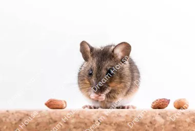 كم عدد مواليد الفئران