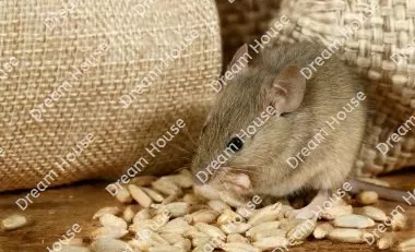 كيفية القضاء على الفئران في المجاري