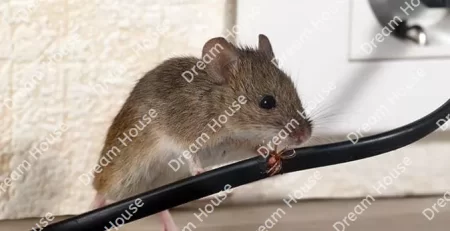 طرق مكافحة الفئران المنزلية