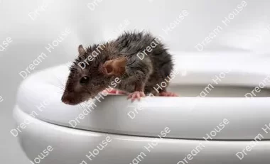 دعاء لطرد الفئران