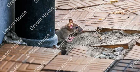 شركة مكافحة الفئران بالدمام