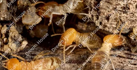 شركة مكافحة النمل الابيض شمال الرياض