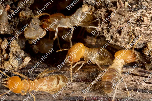 شركة مكافحة النمل الابيض شمال الرياض