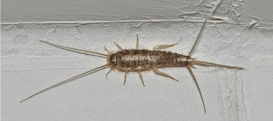 silverfish-in-house